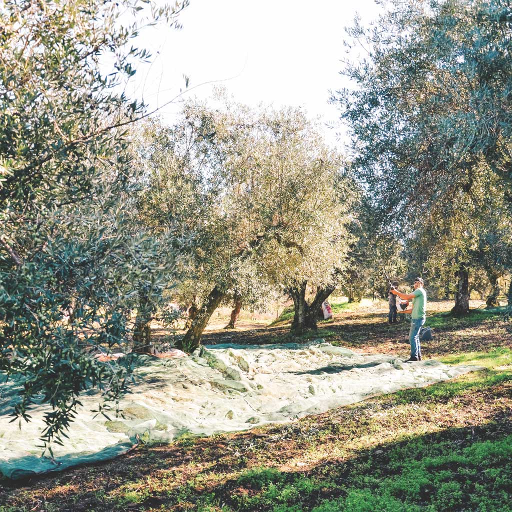 Farmer picking olives
