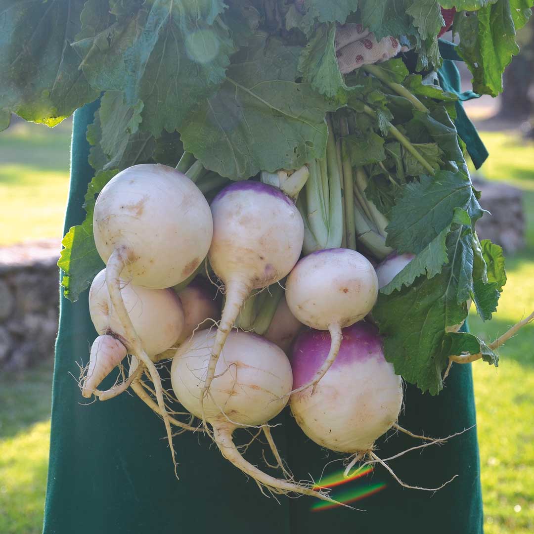 Farmer holding turnips