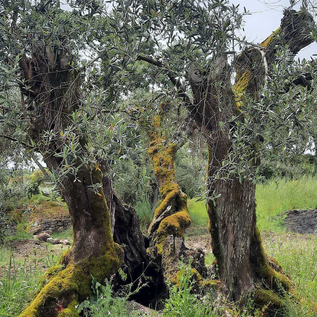 Millenary olive tree