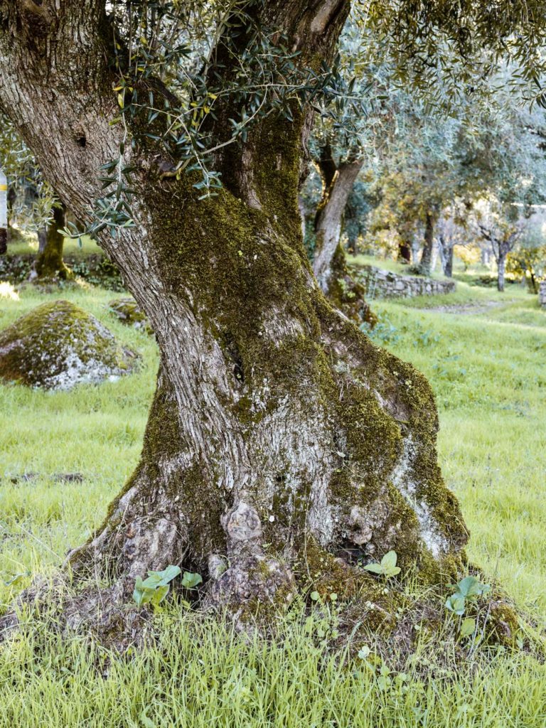 Ferdinand Magellan Olive Tree