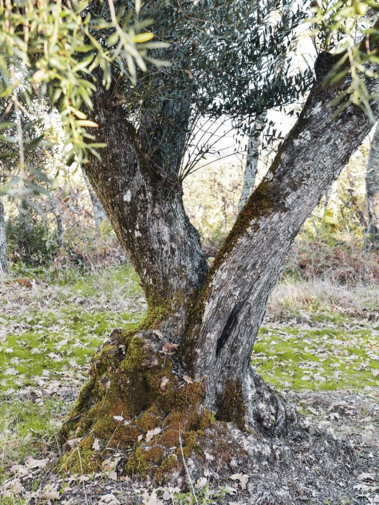 Isabel de Aragão Olive Tree