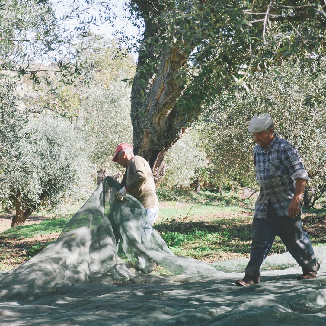 Agricultores a apanhar azeitonas