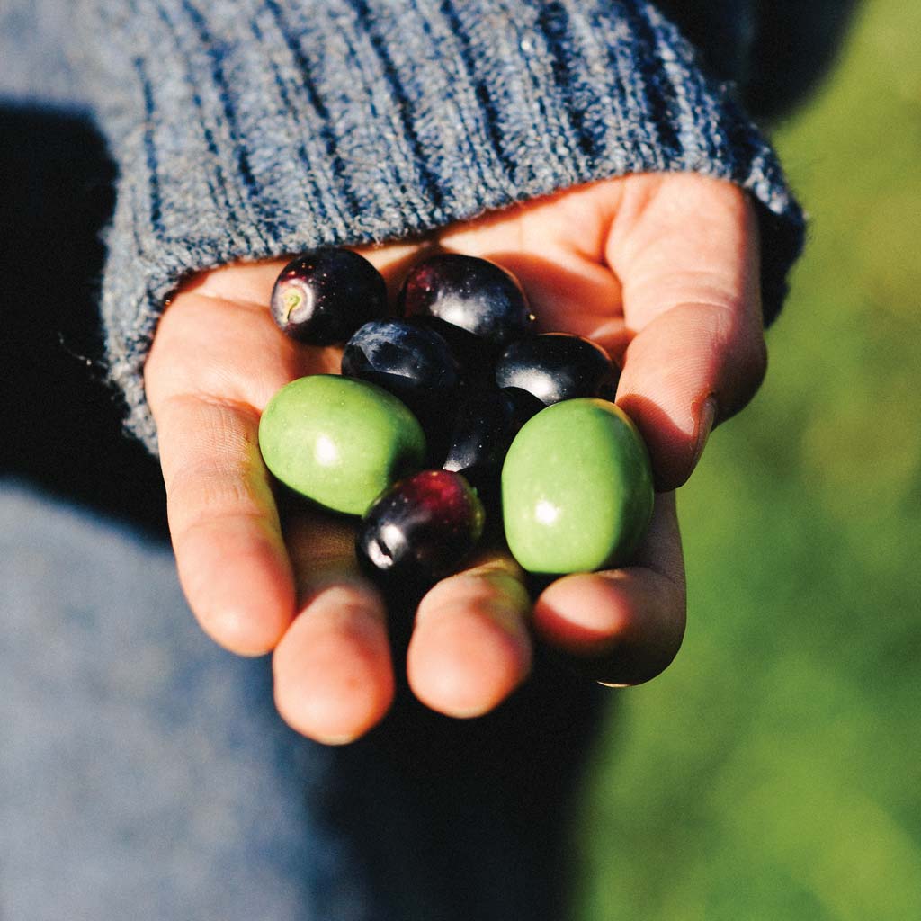 Hand holding olives